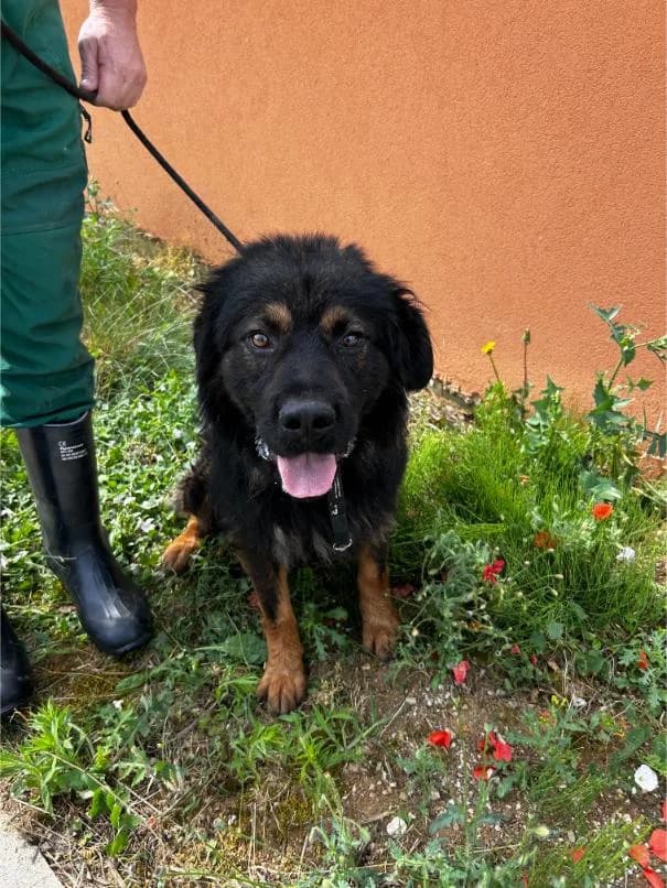 RONNY išče nov dom, 3yo Mixed Breed for adoption at Meli Center Repče, Trebnje