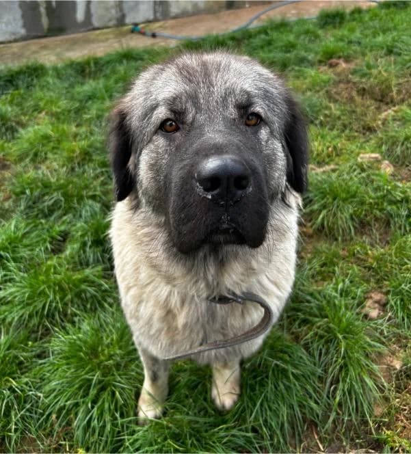 SIMBA išče nov dom, female Mixed Breed for adoption at Meli Center Repče, Trebnje