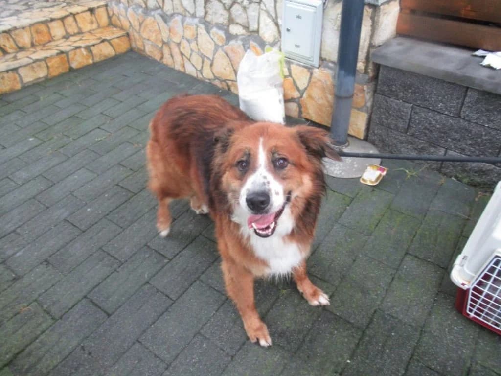 TOMI išče nov dom, male Mixed Breed for adoption at Meli Center Repče, Trebnje