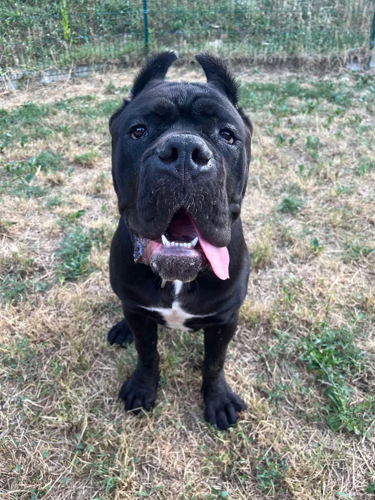 Duke, male Mixed Breed for adoption at Obalno zavetišče za zapuščene živali