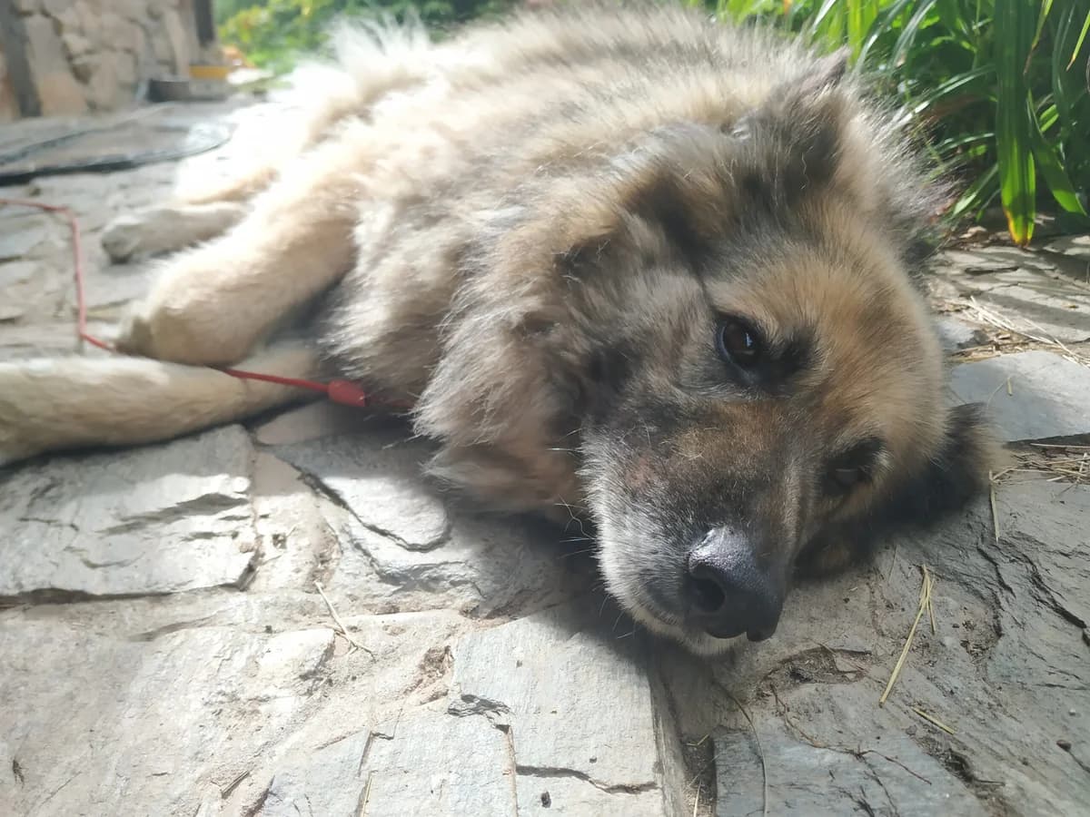 Roki, puppy Mixed Breed for adoption at Peace Farm in The Fairy Tale, Škofljica