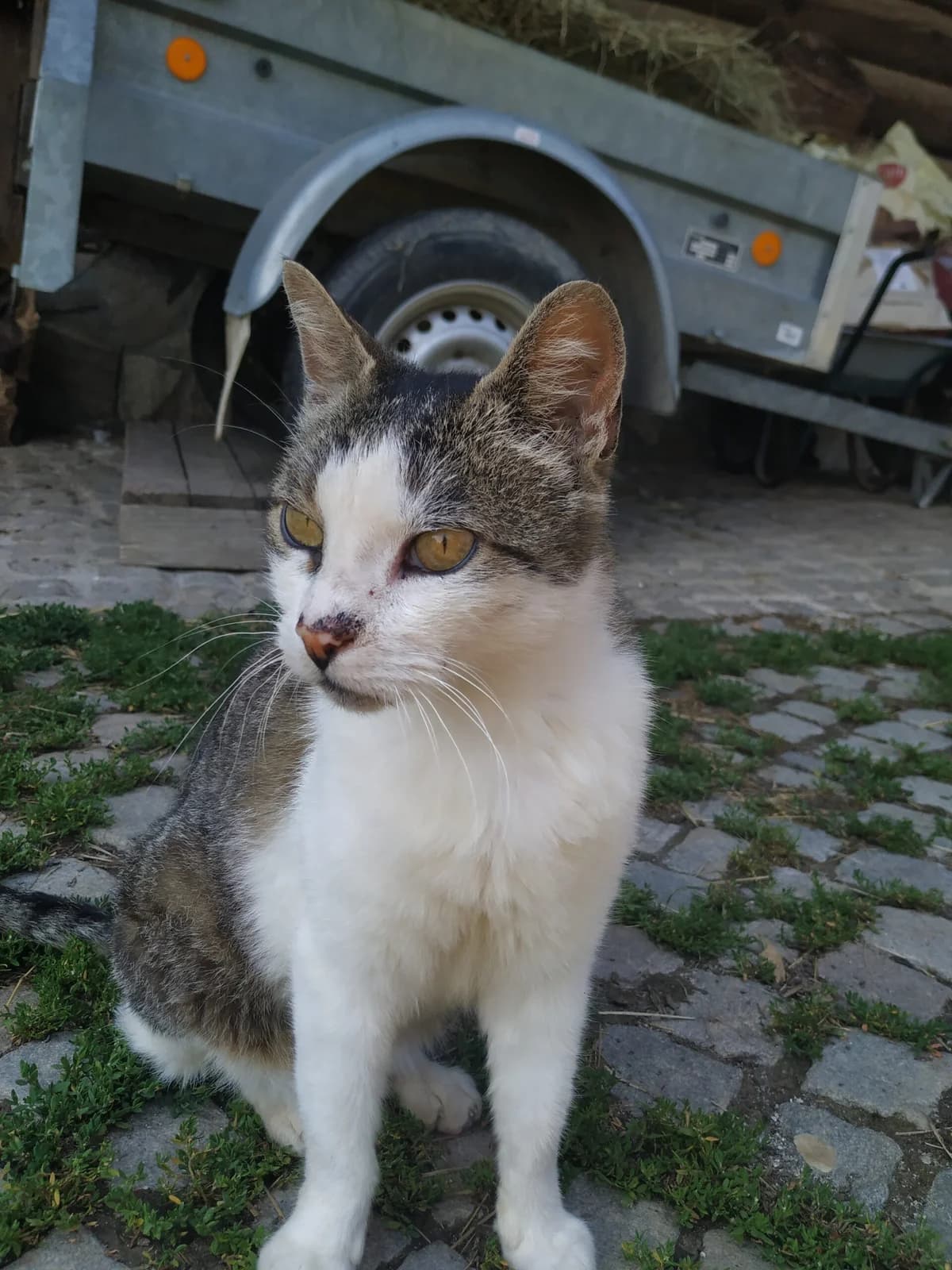 Niko, Mixed Breed for adoption at Peace Farm in The Fairy Tale, Škofljica