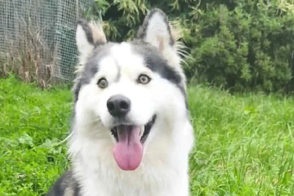 Aisha, Mixed Breed for adoption at Zavetišče Horjul
