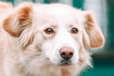 Ballari, Mixed Breed for adoption at Zavetišče Horjul