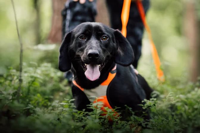 Bondi, Mixed Breed for adoption at Zavetišče Horjul