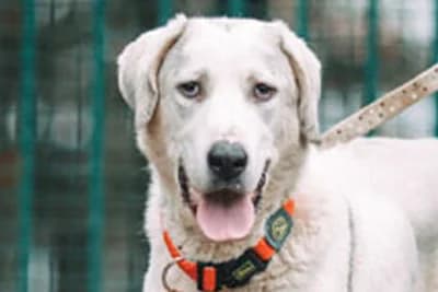 Gulya, Mixed Breed for adoption at Zavetišče Horjul