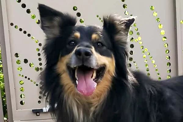 Kras, Mixed Breed for adoption at Zavetišče Horjul