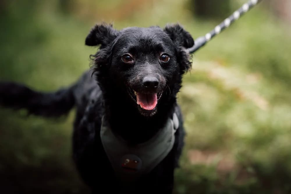 Mia, Mixed Breed for adoption at Zavetišče Horjul