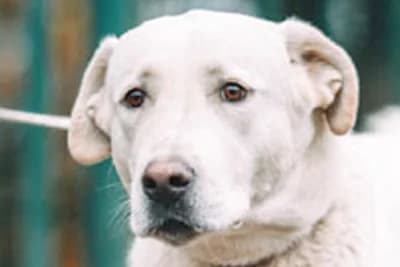 Miray, Mixed Breed for adoption at Zavetišče Horjul