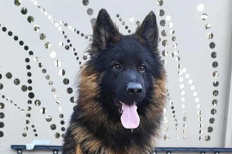 Napoleon, Mixed Breed for adoption at Zavetišče Horjul
