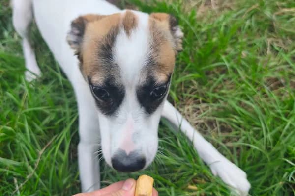 Rozinka, Mixed Breed for adoption at Zavetišče Horjul
