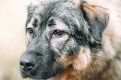 Vito, Mixed Breed for adoption at Zavetišče Horjul