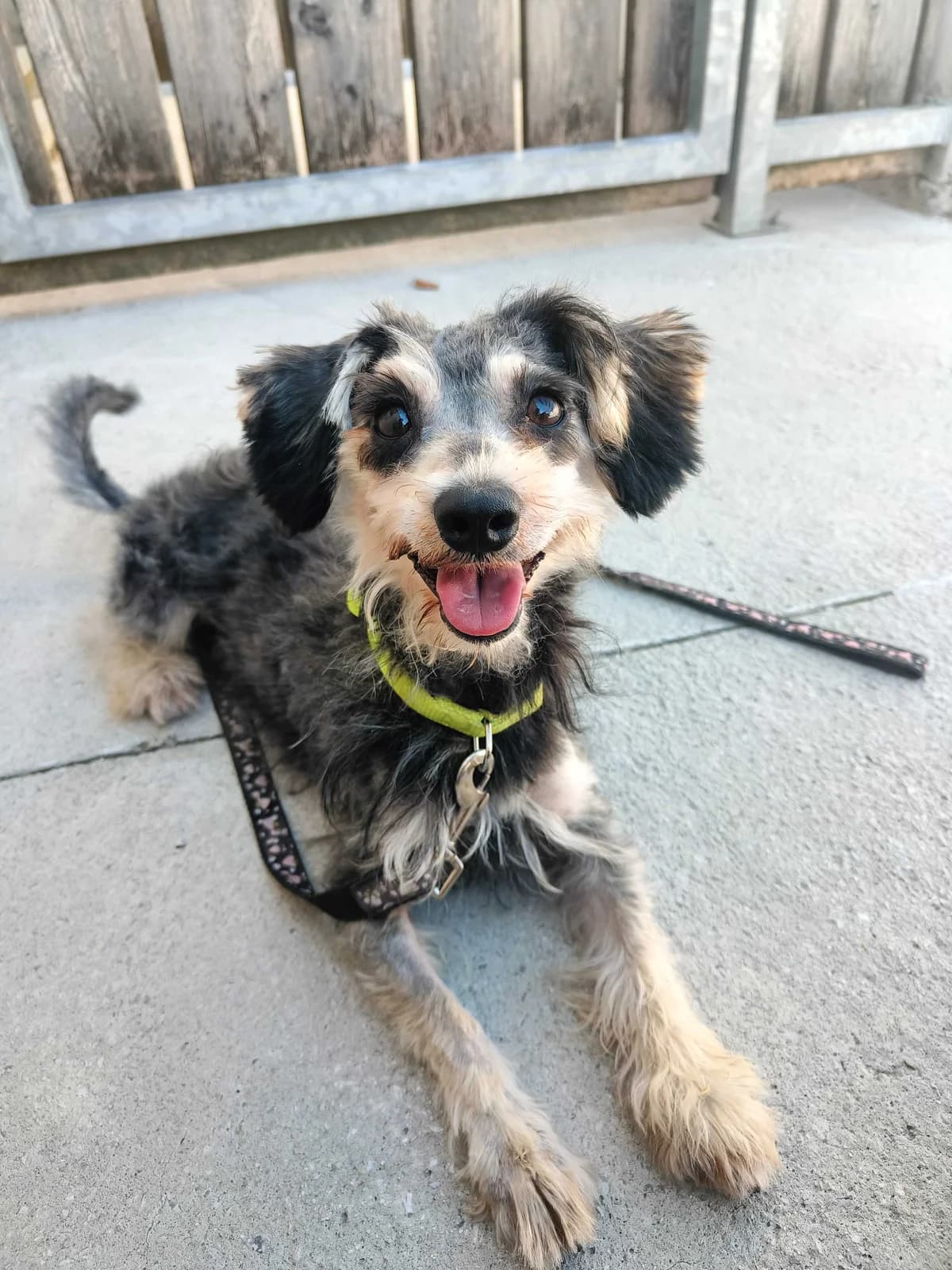 Uroš, male 3yo Mixed Breed for adoption at Zavetišče Ljubljana, Ljubljana
