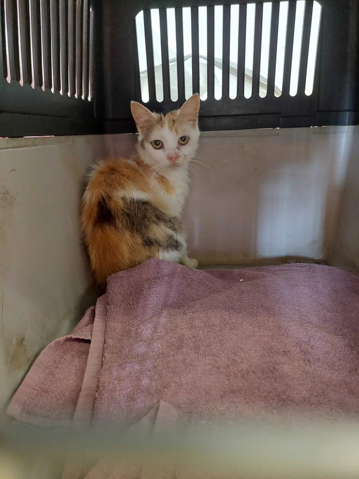 Marjana, female young Mixed Breed for adoption at Zavetišče Ljubljana, Ljubljana