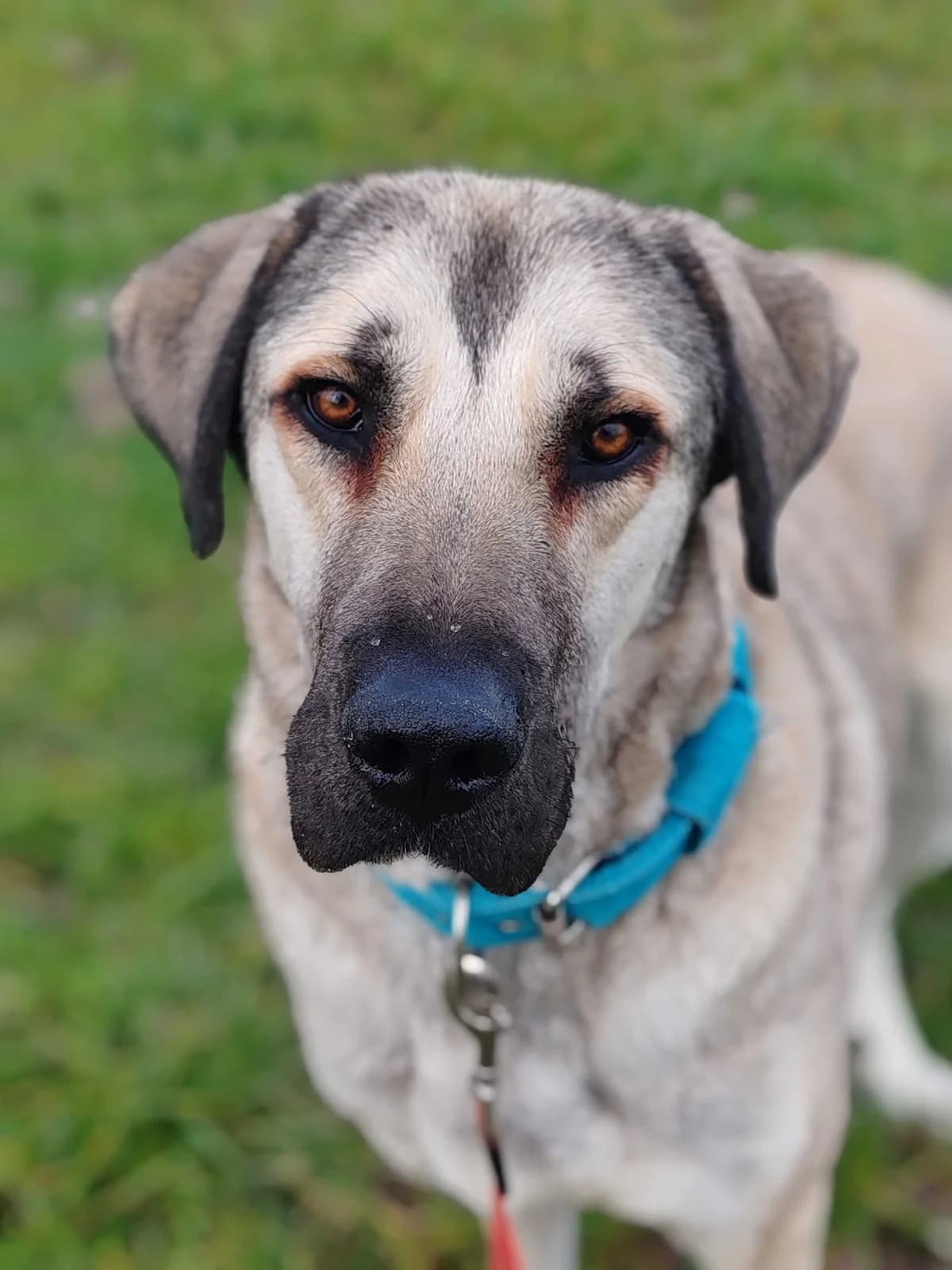Bela, female 5yo Kangal for adoption at Zavetišče Ljubljana, Ljubljana