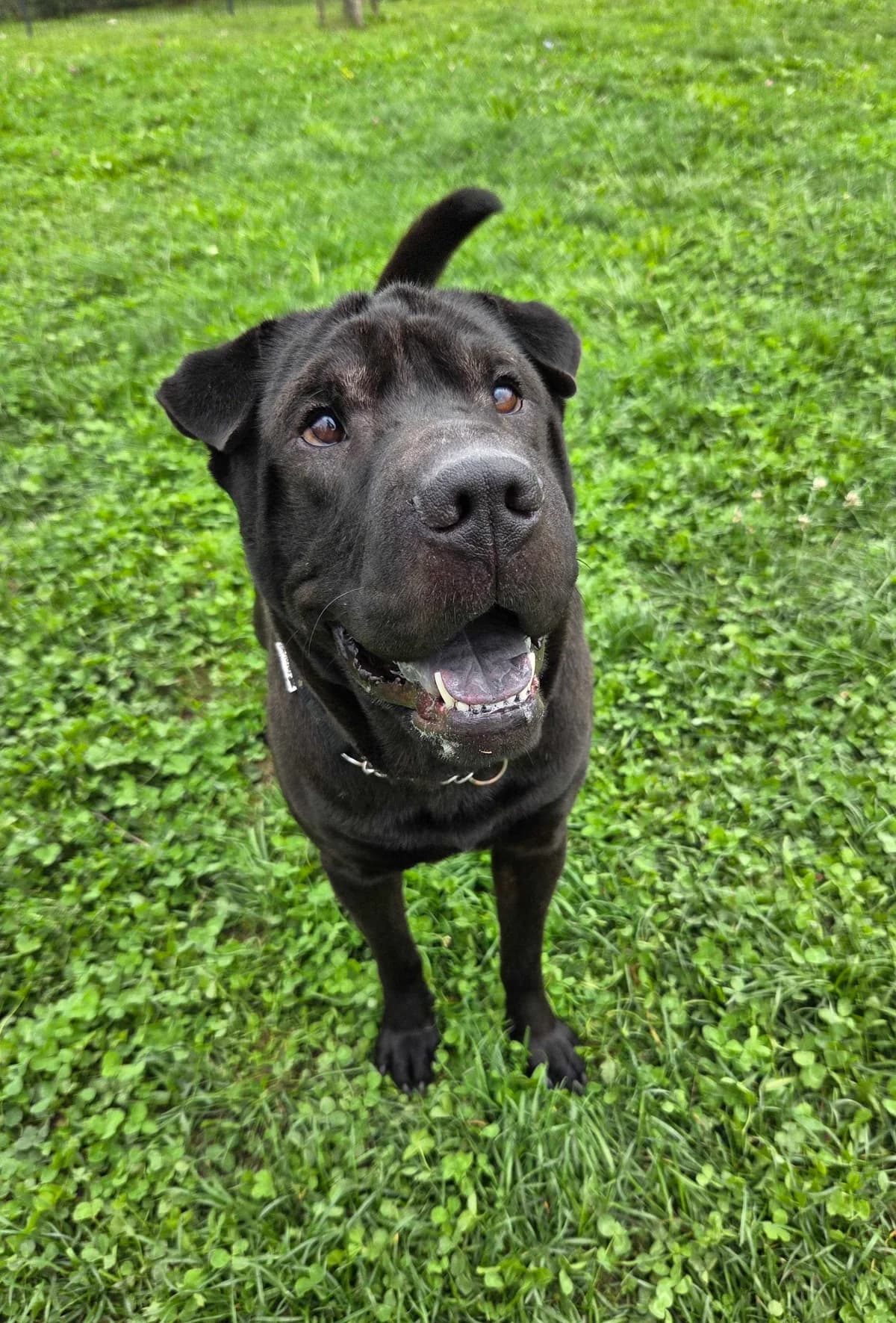 Ajša, female 6yo Shar Pei for adoption at Zavetišče Ljubljana, Ljubljana