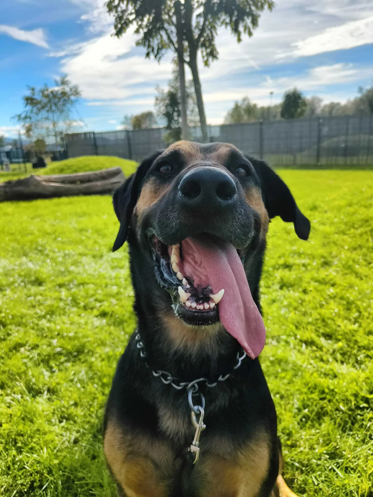 Frodo, male 5yo Mixed Breed for adoption at Zavetišče Ljubljana, Ljubljana