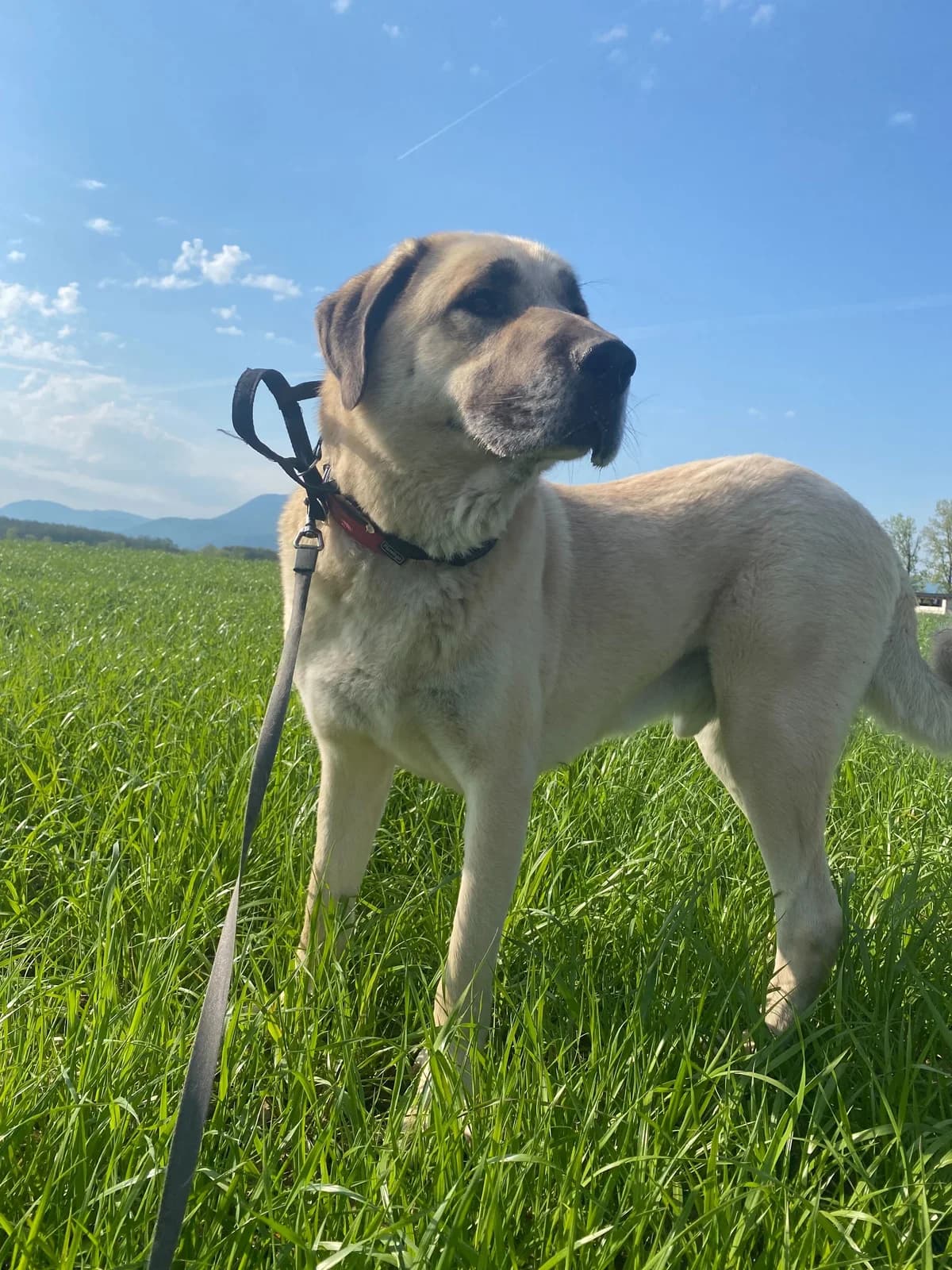 Ajron, male 5yo Kangal for adoption at Zavetišče Ljubljana, Ljubljana
