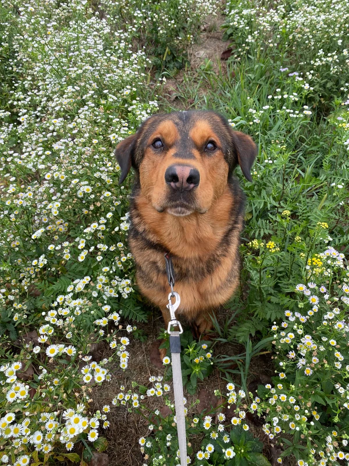 Lan, male 4yo Mixed Breed for adoption at Zavetišče Ljubljana, Ljubljana
