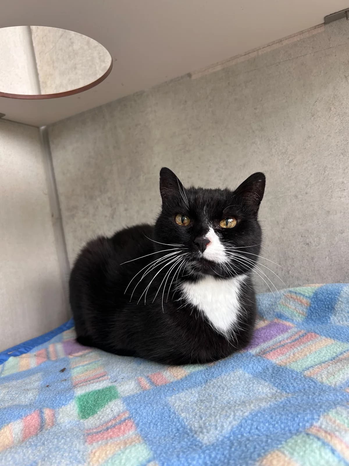 Maggy, female senior Domestic Shorthair for adoption at Zavetišče Ljubljana, Ljubljana