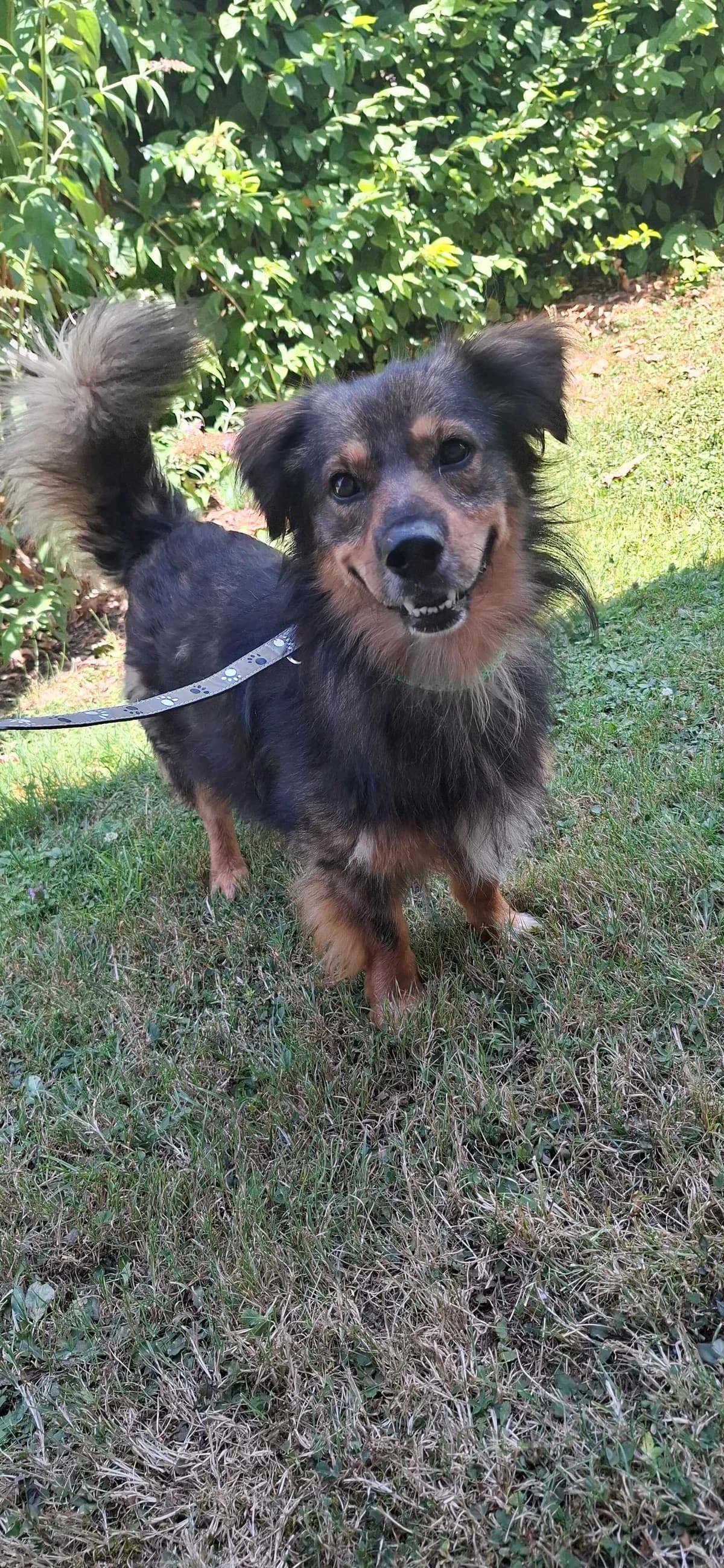 Jan, male young Mixed Breed for adoption at Zavetišče Ljubljana, Ljubljana