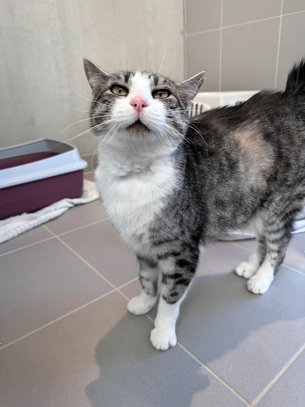 Pavaroti, male 4yo Mixed Breed for adoption at Zavetišče Ljubljana, Ljubljana