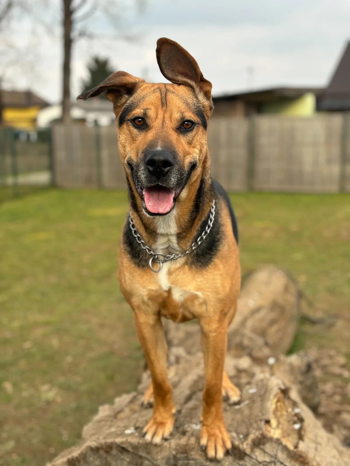 Šaj, male 5yo Mixed Breed for adoption at Zavetišče Ljubljana, Ljubljana