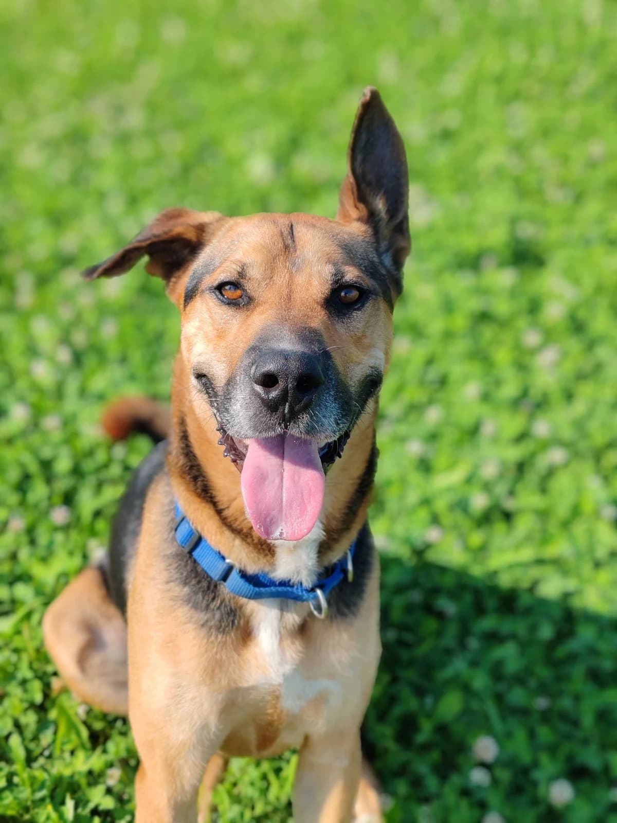 Šaj, male 5yo Mixed Breed for adoption at Zavetišče Ljubljana, Ljubljana