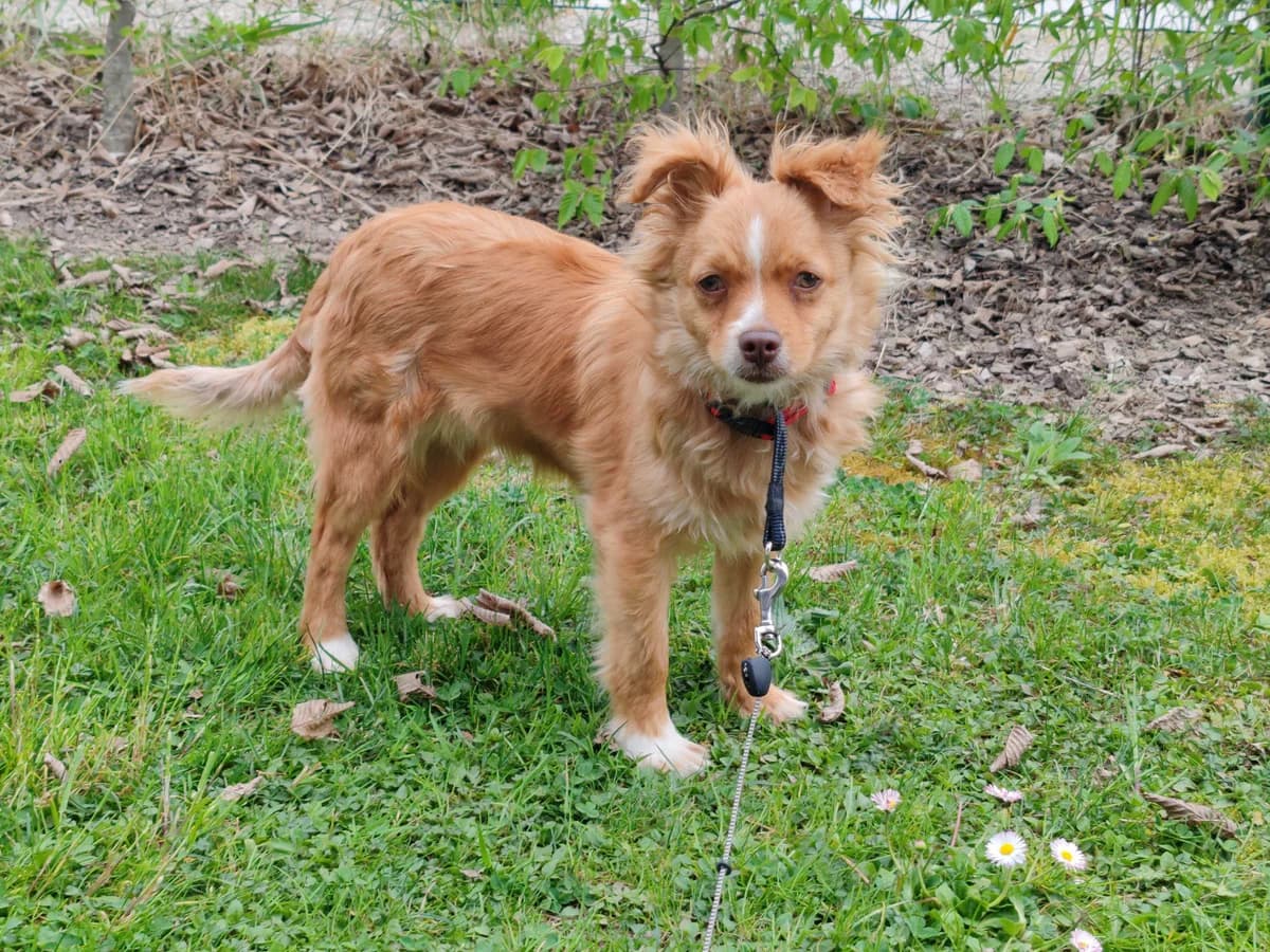 Lin, male puppy Mixed Breed for adoption at Zavetišče Ljubljana, Ljubljana