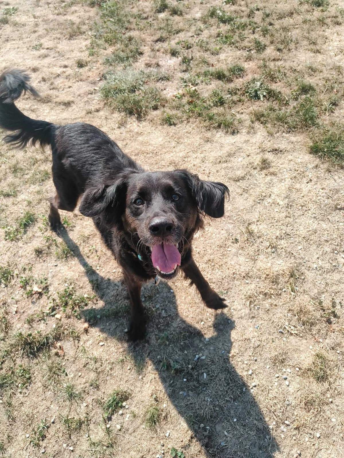 Ora, female senior Mixed Breed for adoption at Zavetišče Ljubljana, Ljubljana