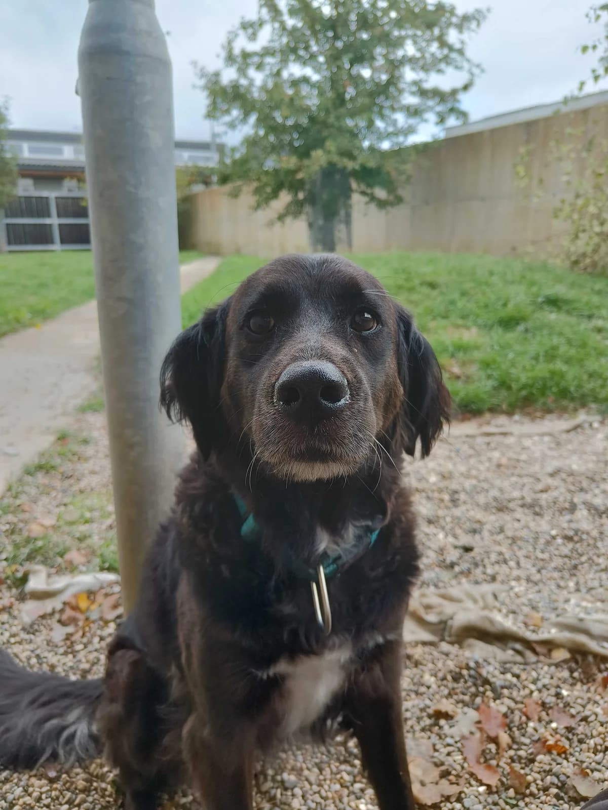 Ora, female senior Mixed Breed for adoption at Zavetišče Ljubljana, Ljubljana