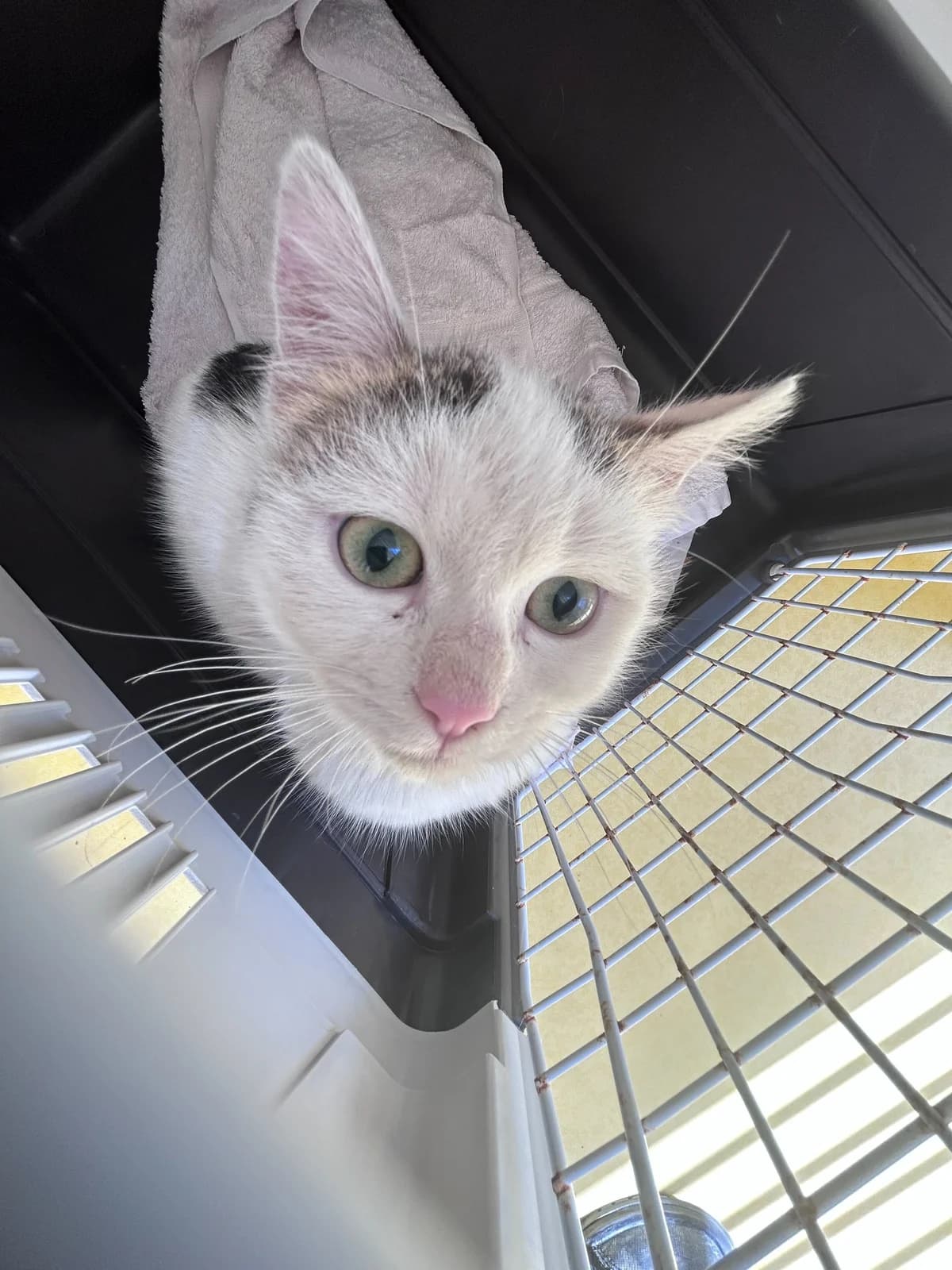 Pinta, female Mixed Breed for adoption at Ljubljana