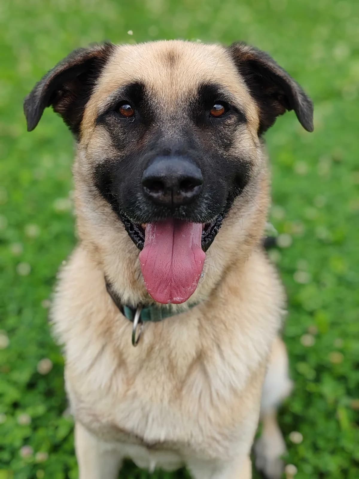 Ruben, male 6yo Mixed Breed for adoption at Zavetišče Ljubljana, Ljubljana