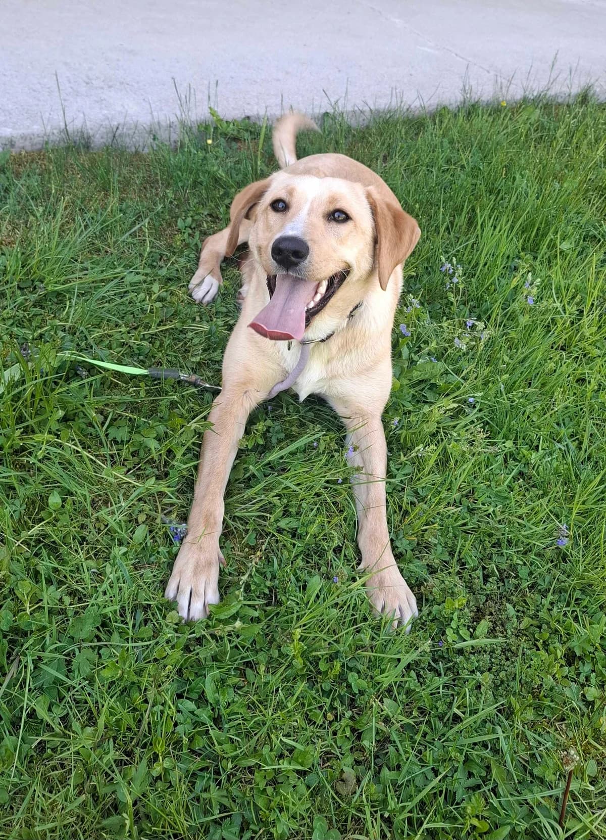 Lina, female puppy Mixed Breed for adoption at Zavetišče Ljubljana, Ljubljana