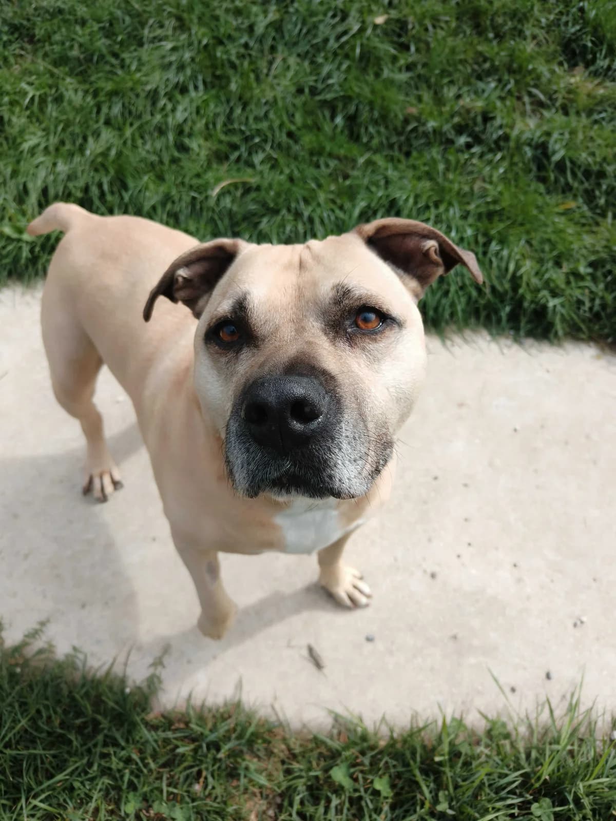 Don, male senior Mixed Breed for adoption at Zavetišče Ljubljana, Ljubljana