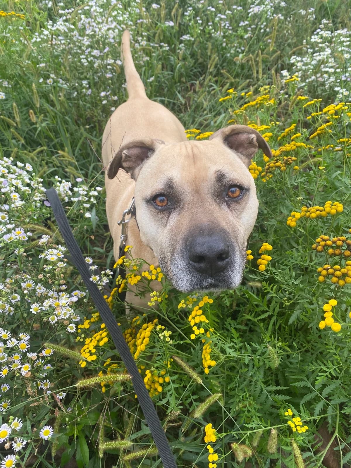 Don, male senior Mixed Breed for adoption at Zavetišče Ljubljana, Ljubljana
