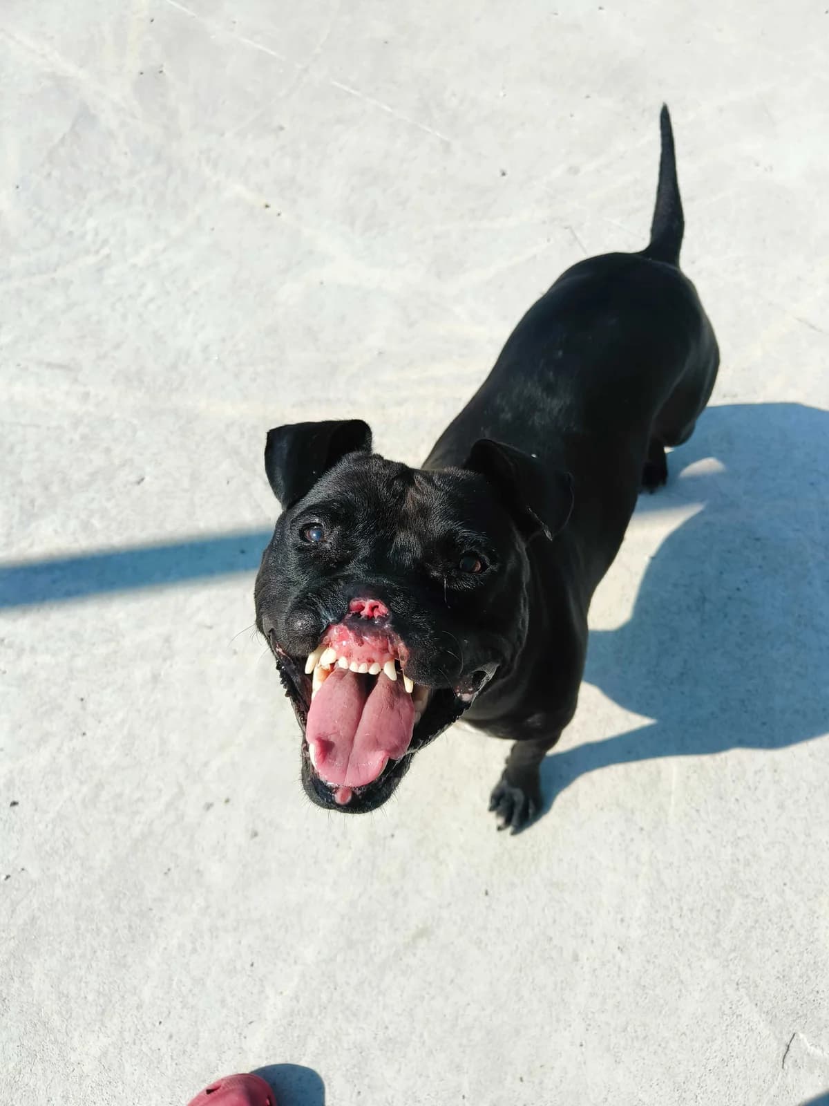 Mirna, female 3yo Mixed Breed for adoption at Zavetišče Ljubljana, Ljubljana