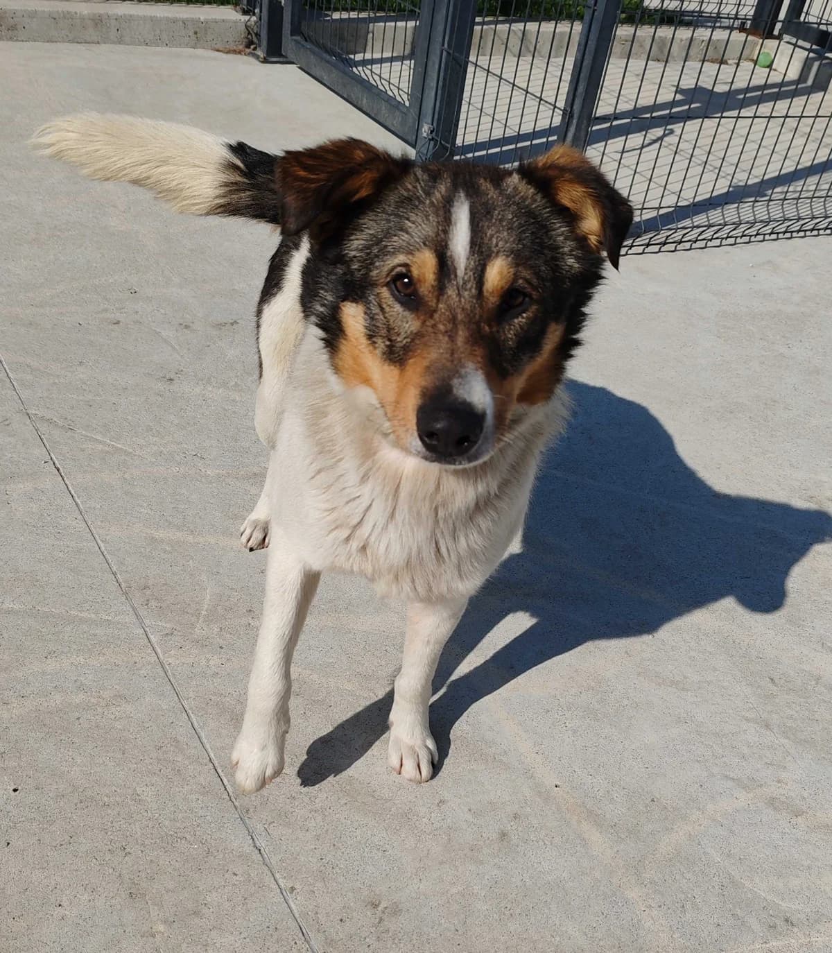 Roj, male Mixed Breed for adoption at Ljubljana