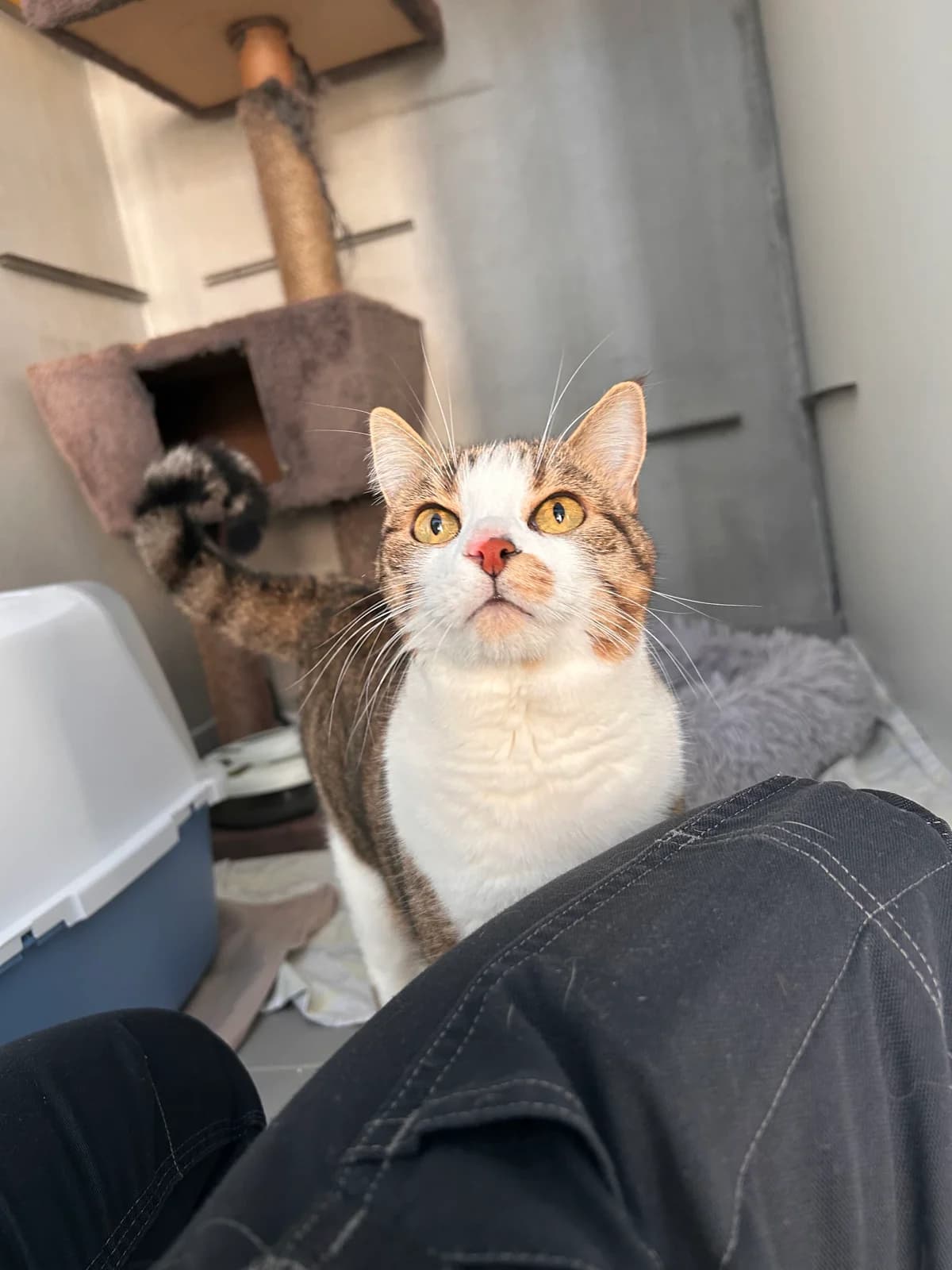 Kenzo, male 3yo Mixed Breed for adoption at Zavetišče Ljubljana, Ljubljana