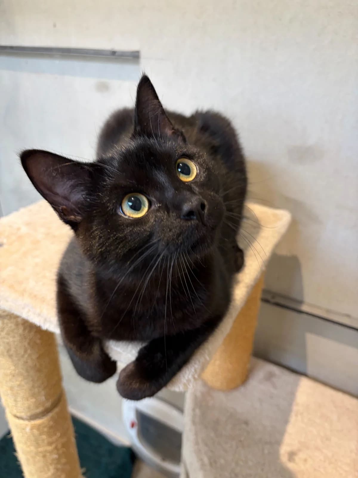 Oniks, male Mixed Breed for adoption at Ljubljana