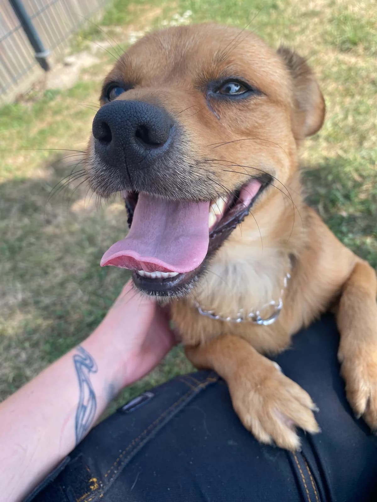 Miha, male young Mixed Breed for adoption at Zavetišče Ljubljana, Ljubljana