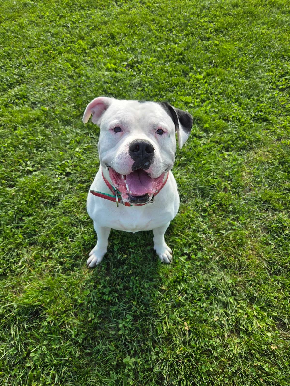 Hulk, male young mixed breed for adoption at Zavetišče Ljubljana, Ljubljana