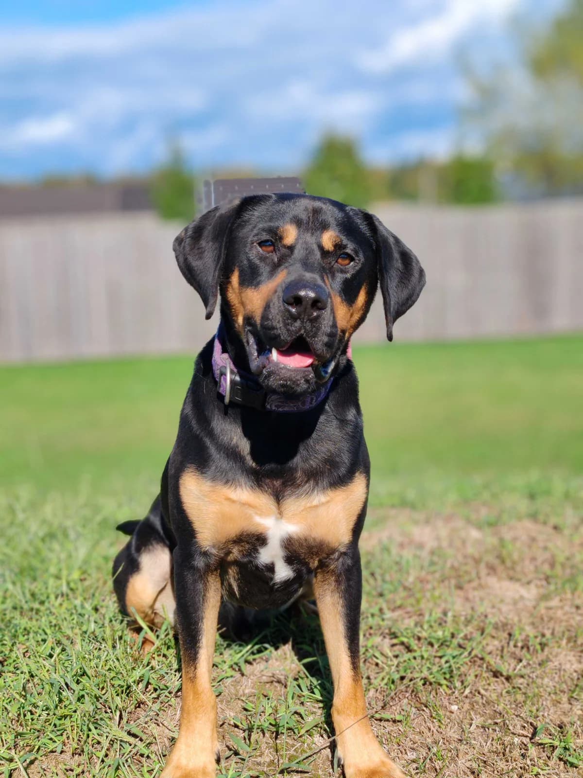 Zoro, male 4yo Mixed Breed for adoption at Zavetišče Ljubljana, Ljubljana