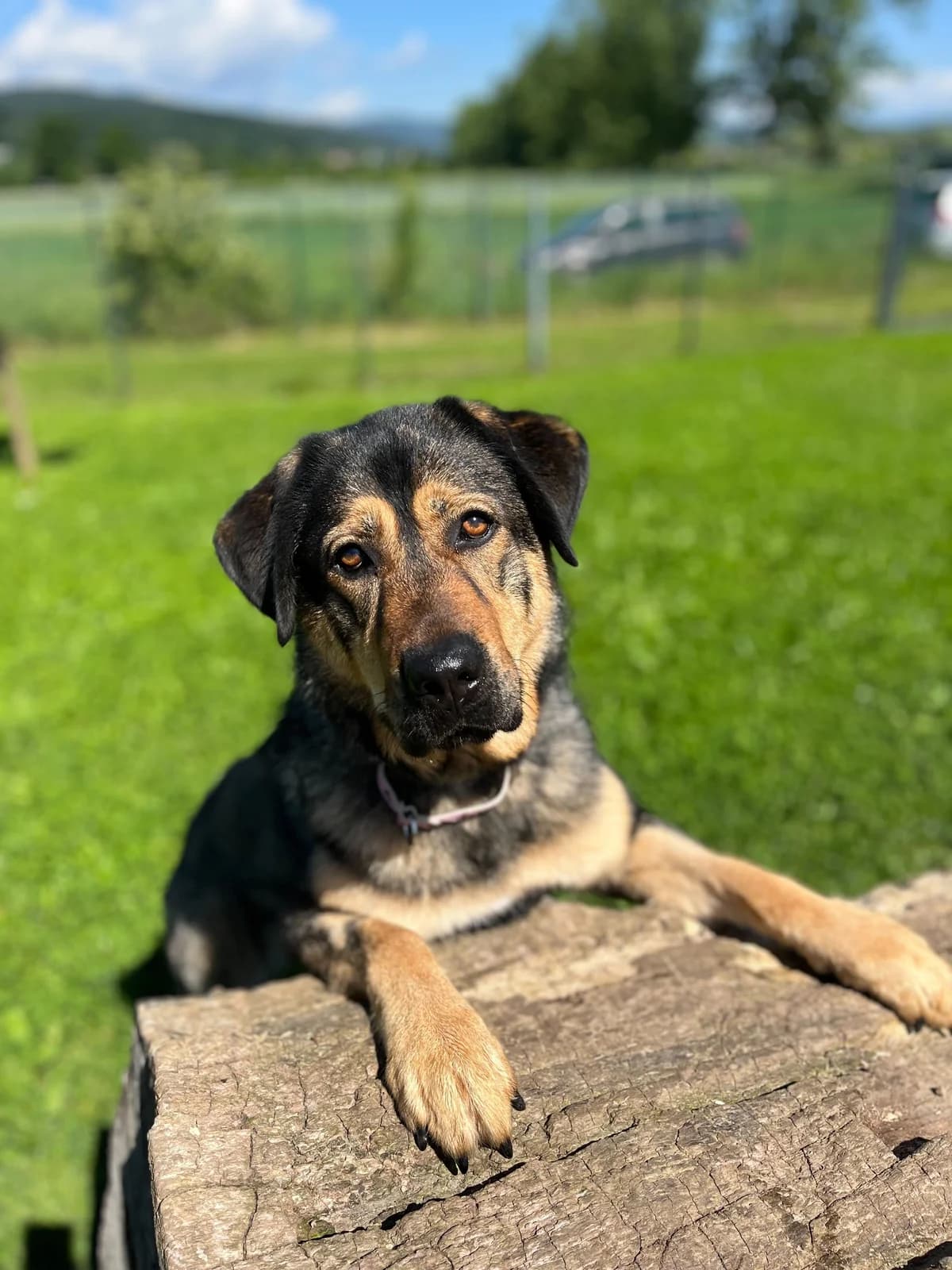 Lulu, female 5yo Mixed Breed for adoption at Zavetišče Ljubljana, Ljubljana