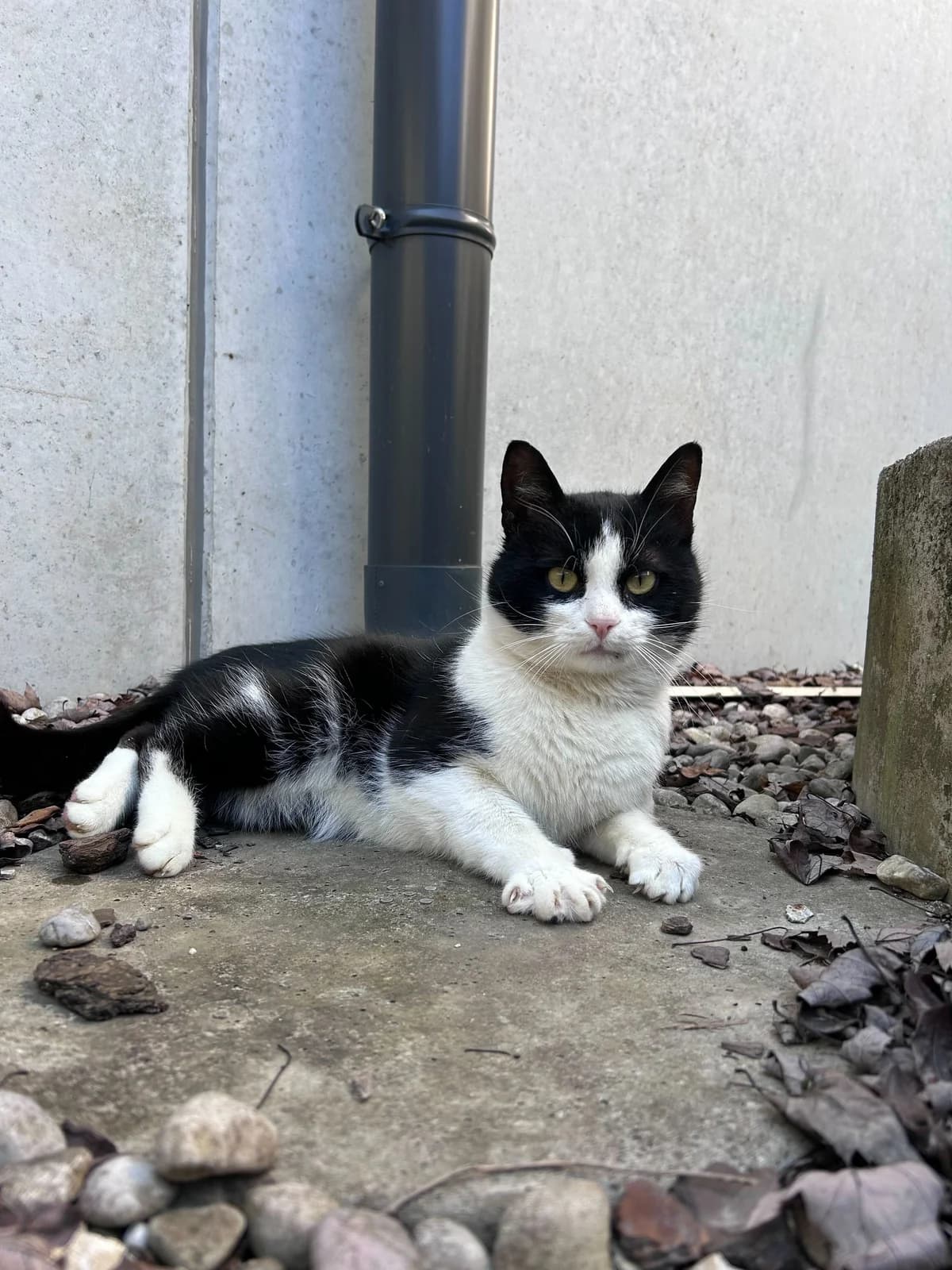 Džoni, male Mixed Breed for adoption at Ljubljana