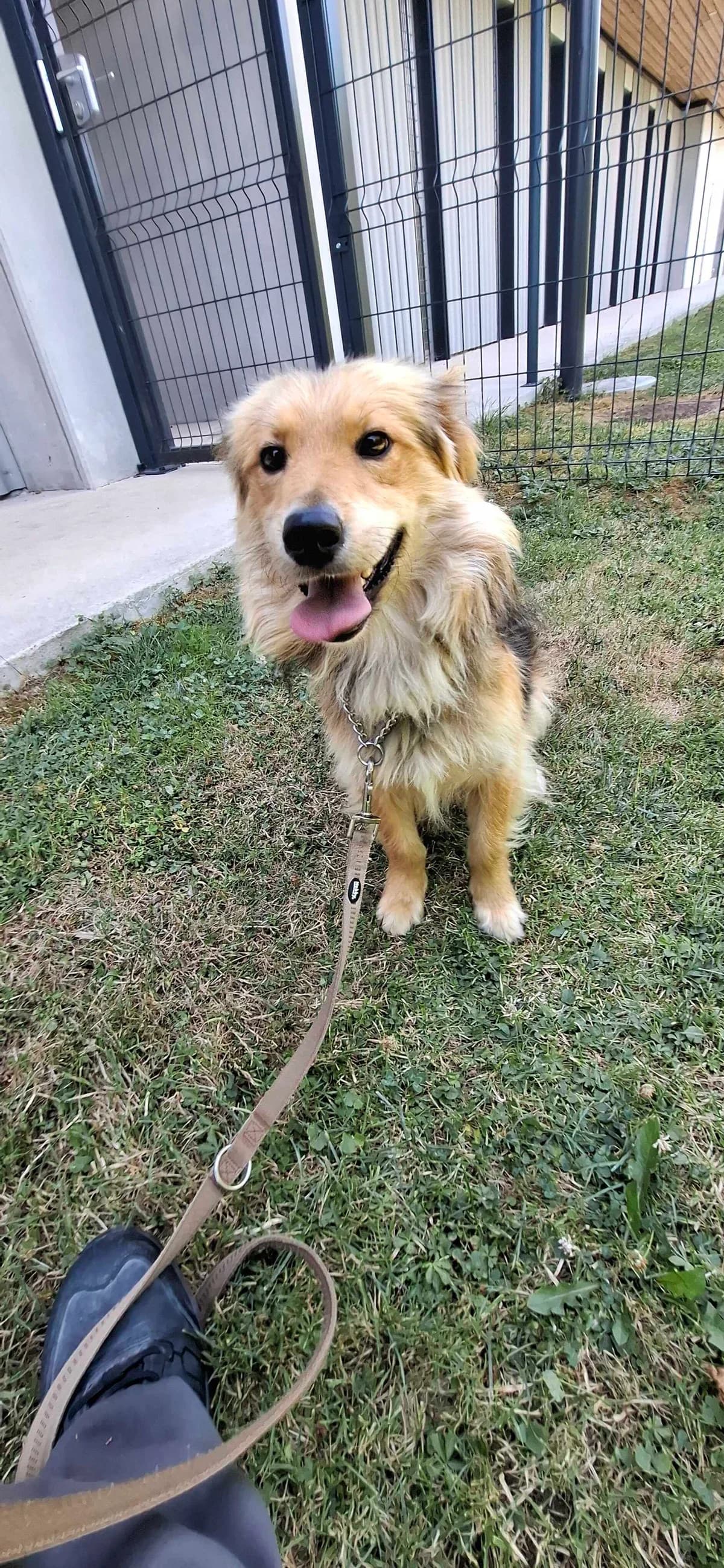 Jaka, male young Mixed Breed for adoption at Zavetišče Ljubljana, Ljubljana