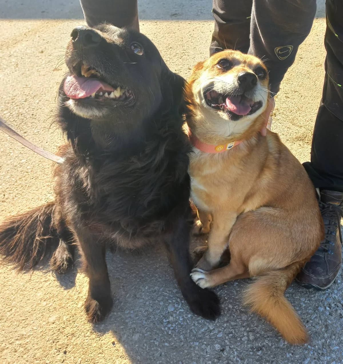 BIBA IN MIŠA, Mixed Breed for adoption at Zavetisce Mala Hisa, Zavetisce Mala Hisa