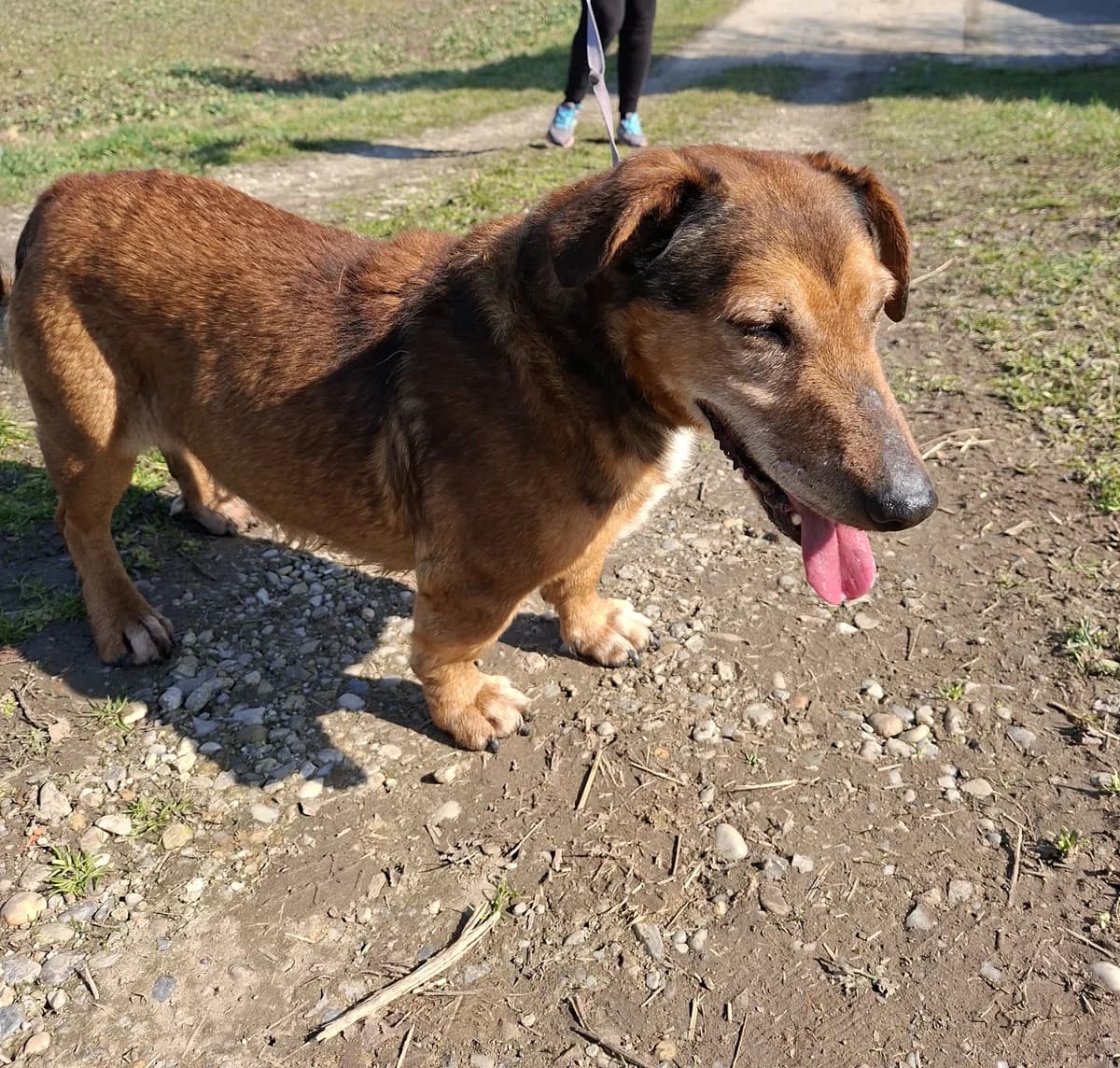 BOBI, Mixed Breed for adoption at Zavetisce Mala Hisa, Zavetisce Mala Hisa