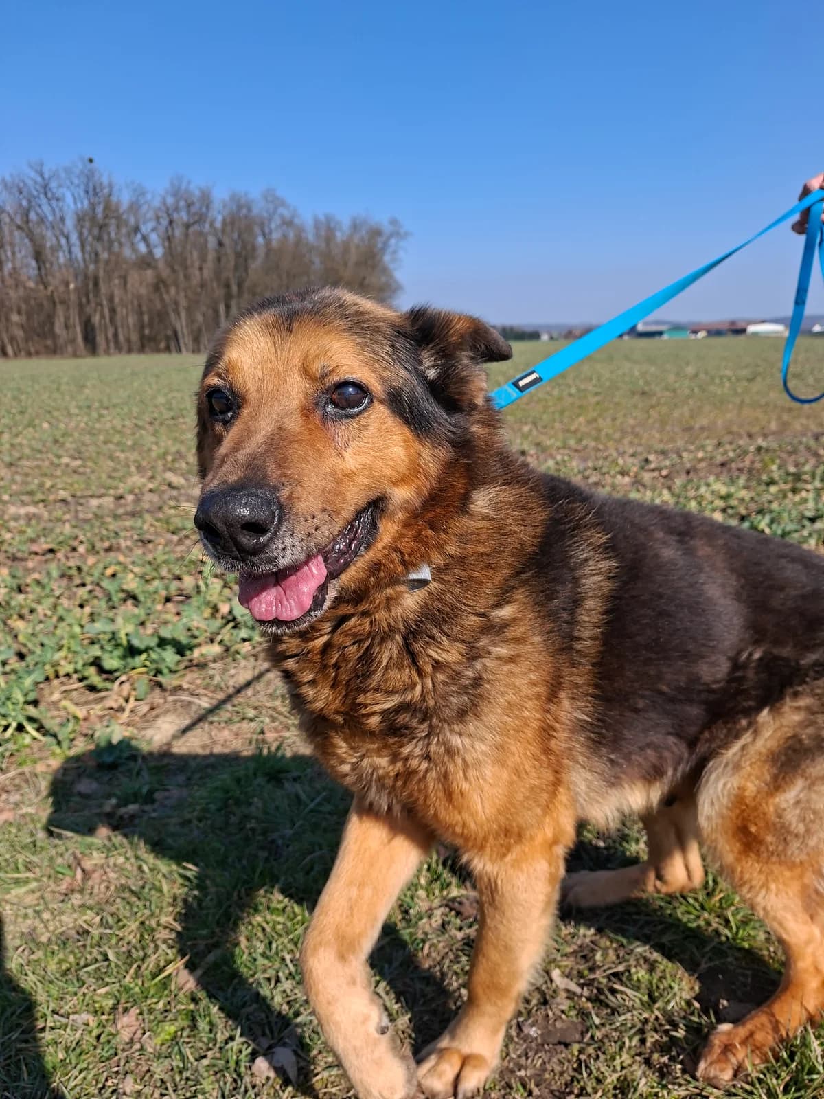 BOBI, Mixed Breed for adoption at Zavetisce Mala Hisa, Zavetisce Mala Hisa