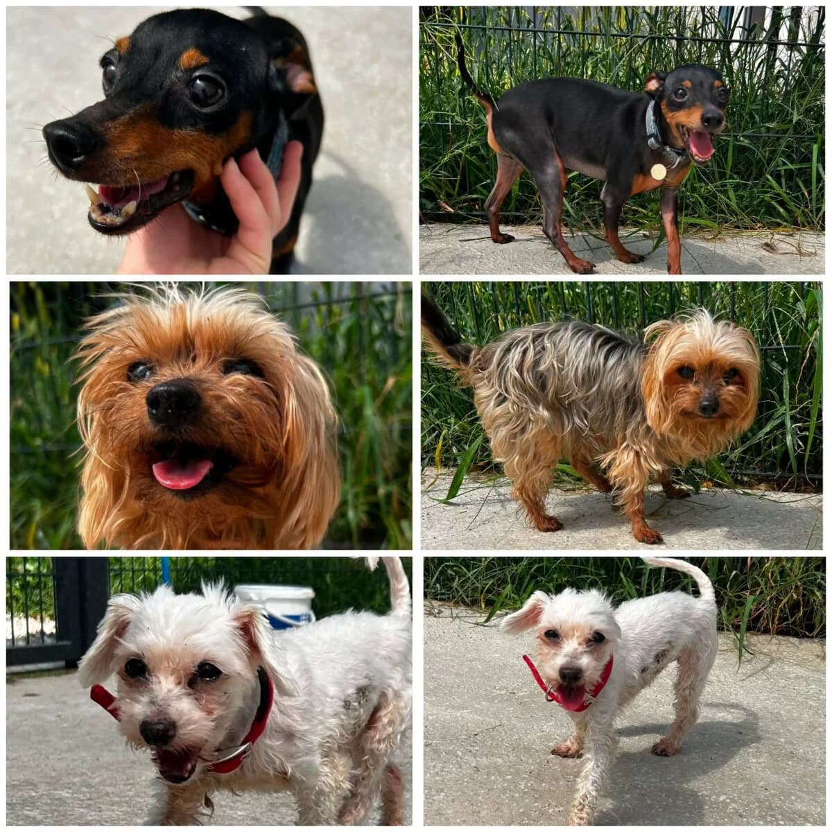DISEL, LYANN, LUNA, 7yo Mixed Breed for adoption at Zavetisce Mala Hisa, Zavetisce Mala Hisa